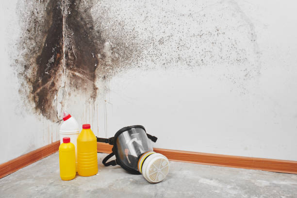 Best White Mold Remediation in Sharpsville, PA