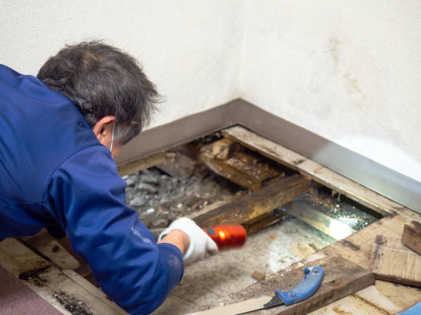 Best Kitchen Mold Remediation in Sharpsville, PA