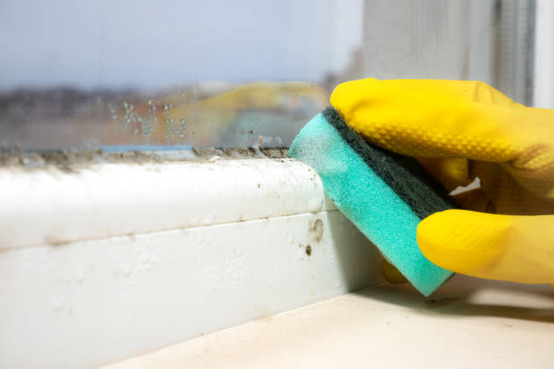 Best Localized Mold Remediation (e.g., coastal areas, humid climates) in Sharpsville, PA