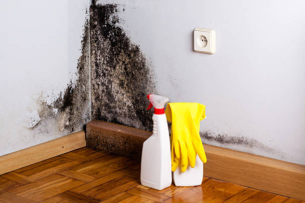 Best Mold Remediation for Specific Building Types in Sharpsville, PA