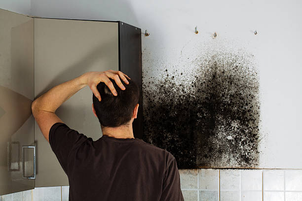 Best Attic Mold Remediation in Sharpsville, PA