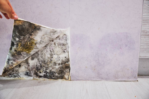 Best Black Mold Remediation in Sharpsville, PA